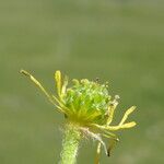 Ranunculus montanus Плод