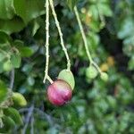 Prunus ilicifolia Fruit