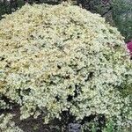 Loropetalum chinense عادت داشتن