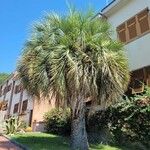 Butia capitata Habit