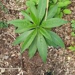 Echium pininana 葉