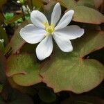 Plagiorhegma dubium Flower