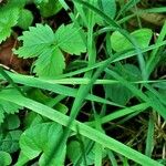 Sisyrinchium angustifolium Blatt