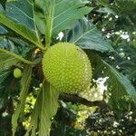 Artocarpus altilis Fruto