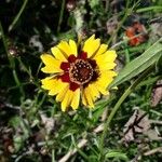 Coreopsis tinctoriaBlodyn