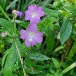 Epilobium hirsutum 花