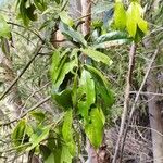 Laurus novocanariensis Лист