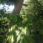 Ostrya carpinifolia Blatt