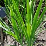 Iris versicolor Folio