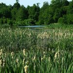 Typha × glauca Хабит