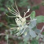 Cadaba farinosa Flors