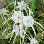 Hymenocallis littoralis Fleur
