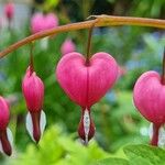 Lamprocapnos spectabilis Blüte