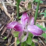 Curcuma aromatica Fiore