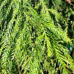 Araucaria cunninghamii Folha