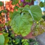 Cercis occidentalis Hostoa
