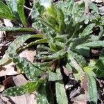 Nonea echioides Flor