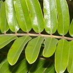 Cassia grandis Leaf