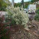 Cytisus multiflorus Natur