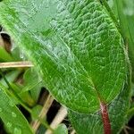 Salix reticulata Blad