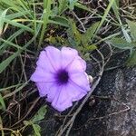 Ipomoea cairica Flower