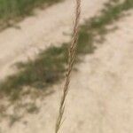 Festuca ambigua Flower