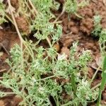 Fumaria parviflora Habitatea
