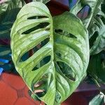 Monstera adansonii List