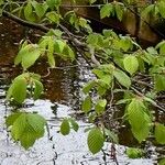 Carpinus betulus Hoja