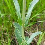 Penstemon cobaea Folla