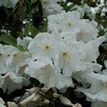 Rhododendron decorum Flor