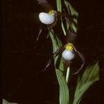 Cypripedium montanum Virág