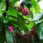 Syzygium malaccense Lorea