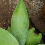 Agave guiengola Hoja