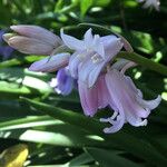 Hyacinthoides hispanica Kukka