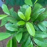 Myristica fragrans Leaf