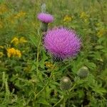 Cirsium altissimum Kvet