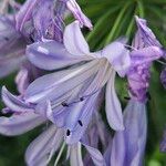 Agapanthus africanus Flower