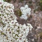 Conospermum longifolium Flor