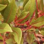 Euroschinus rubromarginatus Leaf