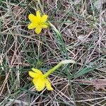 Narcissus assoanus Flower