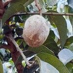 Pachylobus edulis Fruit