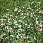 Erigeron pulchellus Other