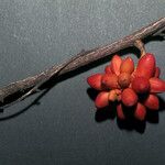 Clarisia ilicifolia Egyéb