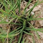 Bupleurum ranunculoides Leaf