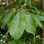 Aesculus × carnea Fuelha