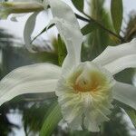 Sobralia chrysostoma Flor