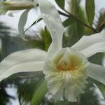 Sobralia chrysostoma Květ