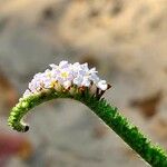 Heliotropium indicum Flor