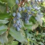 Berberis repens Плод